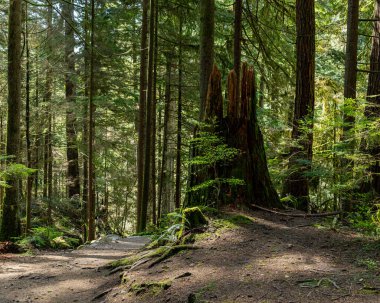 Doğal ışıklandırma ve çakıl zemini olan yoğun yeşil orman patikası Capilano parkı Kuzey Vancouver, British Columbia, Kanada