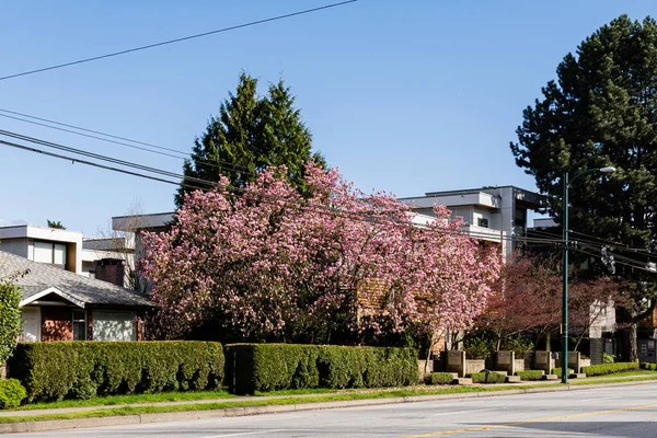 VANCOUVER, CANADA - 10 Nisan 2025: Vancouver, British Columbia 'da özel bir ev..