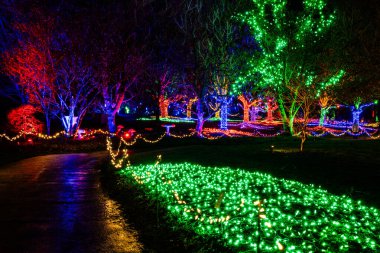 VANCOUVER, CANADA - 27 Kasım 2025: VanDusen Botanik Bahçesi ışıklı süslemeler parlayan ağaçlar ve patikalar Noel festivali