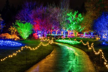 VANCOUVER, CANADA - 27 Kasım 2025: VanDusen Botanik Bahçesi ışıklı süslemeler parlayan ağaçlar ve patikalar Noel festivali