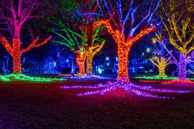 VANCOUVER, CANADA - 27 Kasım 2025: VanDusen Botanik Bahçesi ışıklı süslemeler parlayan ağaçlar ve patikalar Noel festivali