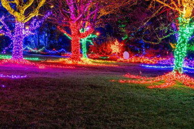 VANCOUVER, CANADA - 27 Kasım 2025: VanDusen Botanik Bahçesi ışıklı süslemeler parlayan ağaçlar ve patikalar Noel festivali