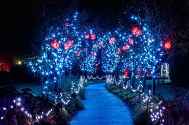 VANCOUVER, CANADA - 27 Kasım 2025: VanDusen Botanik Bahçesi ışıklı süslemeler parlayan ağaçlar ve patikalar Noel festivali