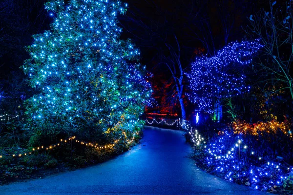 VANCOUVER, CANADA - 27 Kasım 2025: VanDusen Botanik Bahçesi ışıklı süslemeler parlayan ağaçlar ve patikalar Noel festivali