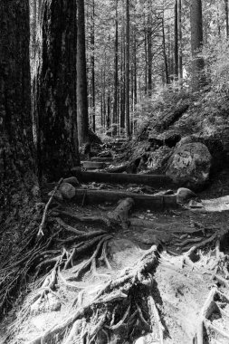 Siyah-beyaz Yoğun yeşil orman yolu doğal aydınlatma ve çakıl zemini olan Capilano parkı Kuzey Vancouver, British Columbia, Kanada