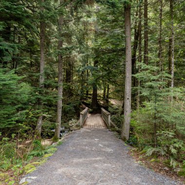 Doğal ışıklandırma ve çakıl zemini olan yoğun yeşil orman yolu Stawamus Baş İl Parkı Squamish, British Columbia, Kanada