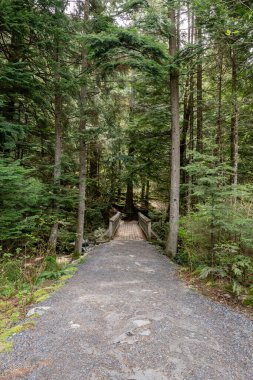 Doğal ışıklandırma ve çakıl zemini olan yoğun yeşil orman yolu Stawamus Baş İl Parkı Squamish, British Columbia, Kanada