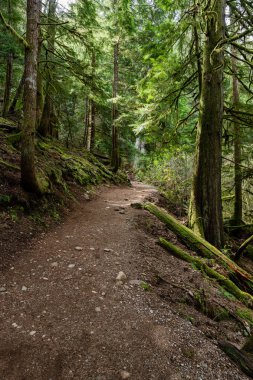 Doğal ışıklandırma ve çakıl zemini olan yoğun yeşil orman yolu Stawamus Baş İl Parkı Squamish, British Columbia, Kanada
