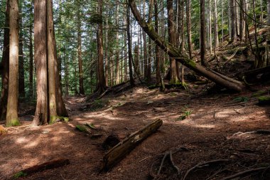 Doğal ışıklandırma ve çakıl zemini olan yoğun yeşil orman yolu Stawamus Baş İl Parkı Squamish, British Columbia, Kanada