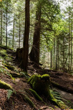Doğal ışıklandırması olan yoğun yeşil orman Stawamus İl Parkı Şefi Squamish, British Columbia, Kanada