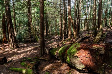 Doğal ışıklandırması olan yoğun yeşil orman Stawamus İl Parkı Şefi Squamish, British Columbia, Kanada