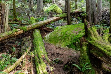 Doğal ışıklandırması olan yoğun yeşil orman Stawamus İl Parkı Şefi Squamish, British Columbia, Kanada