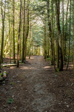 Doğal ışıklandırma ve çakıl zemini olan yoğun yeşil orman yolu Stawamus Baş İl Parkı Squamish, British Columbia, Kanada