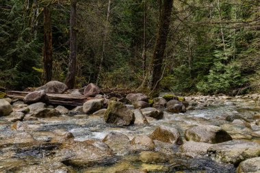 Doğal ışıklandırması olan yoğun yeşil orman ve Shannon Creek Stawamus İl Parkı Şefi Squamish, British Columbia, Kanada