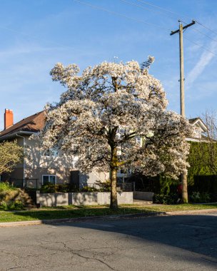 VANCOUVER, CANADA - 15 Nisan 2025: Vancouver, British Columbia 'da özel bir ev..