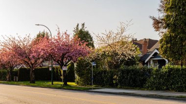 VANCOUVER, CANADA - 15 Nisan 2025: Şehrin sokaklarında çiçek açan pembe sakura ağaçları