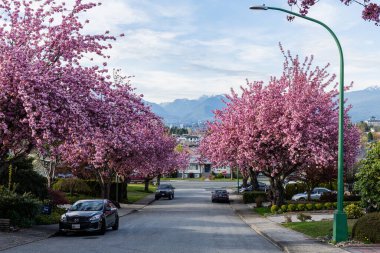 BURNABY, CANADA - 18 Nisan 2025: Sakura (Kiraz Çiçeği) ağaçları park halindeki arabalarla bulutlu şehir caddesi
