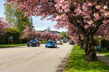 VANCOUVER, Kanada - 20 Nisan 2025: Baharda güzel kiraz ağaçları olan şehir yolu ve cadde