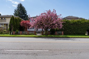 VANCOUVER, Kanada - 20 Nisan 2025: Baharda güzel kiraz ağaçları olan şehir yolu ve cadde