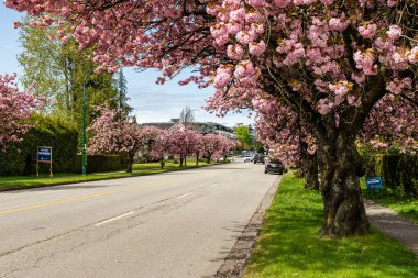 VANCOUVER, Kanada - 20 Nisan 2025: Baharda güzel kiraz ağaçları olan şehir yolu ve cadde