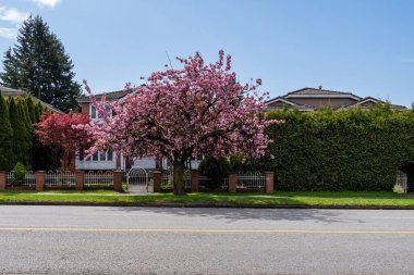 VANCOUVER, Kanada - 20 Nisan 2025: Baharda güzel kiraz ağaçları olan şehir yolu ve cadde