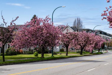 VANCOUVER, Kanada - 20 Nisan 2025: Baharda güzel kiraz ağaçları olan şehir yolu ve cadde