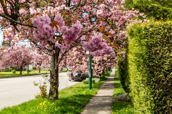 VANCOUVER, Kanada - 20 Nisan 2025: Baharda güzel kiraz ağaçları olan şehir yolu ve cadde