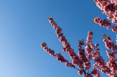 Mavi gökyüzüne karşı narin yapraklarla kaplı dallarda açan parlak pembe kiraz çiçekleri.