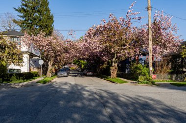 VANCOUVER, CANADA - 23 Nisan 2025: Kuzey Amerika 'da baharda banliyöde evler. Güzel manzaralı lüks evler. Güzel ağaçları olan şehir caddesi.