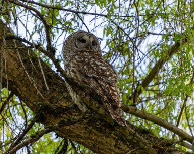 Ağaçta benekli baykuş, ağaçta bir kuş oturuyor.