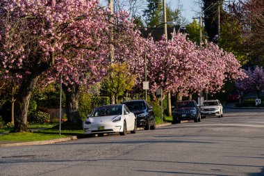 VANCOUVER, CANADA - 23 Nisan 2025: Evleri ve arabaları olan güzel bahar ağaçları şehir caddesi