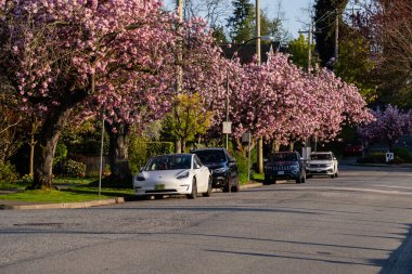VANCOUVER, CANADA - 23 Nisan 2025: Evleri ve arabaları olan güzel bahar ağaçları şehir caddesi