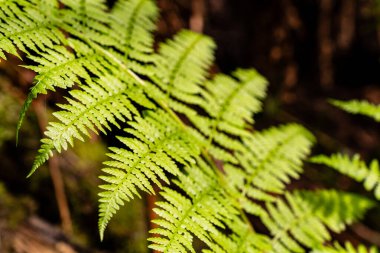 Doğal eğrelti otları. Güzel arka plan genç yeşil eğrelti otu yaprakları. Güzel eğreltiotu yaprakları yeşil yapraklar