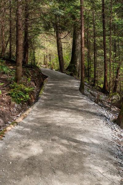 Bir orman parkındaki dev ağaçların arasında bir yürüyüş yolu esiyor Capilano Nehri Bölgesel Parkı Kuzey Vancouver Kanada