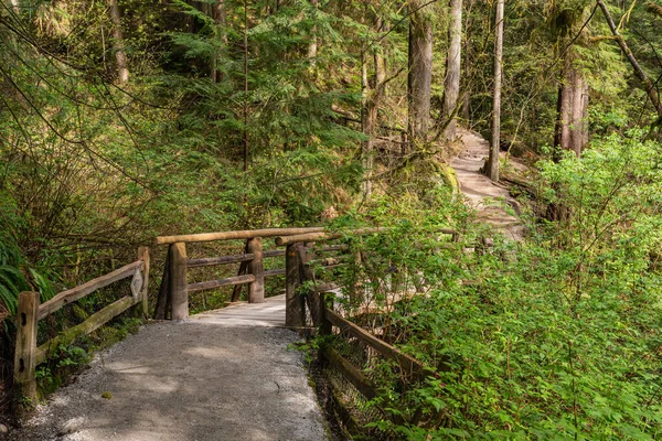 Bir orman parkındaki dev ağaçların arasında bir yürüyüş yolu esiyor Capilano Nehri Bölgesel Parkı Kuzey Vancouver Kanada