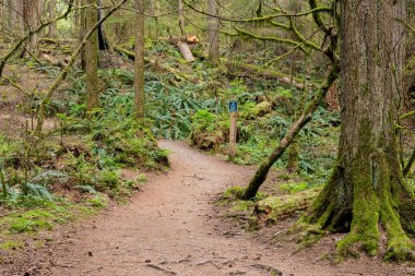 Bir orman parkındaki dev ağaçların arasında bir yürüyüş yolu esiyor Capilano Nehri Bölgesel Parkı Kuzey Vancouver Kanada