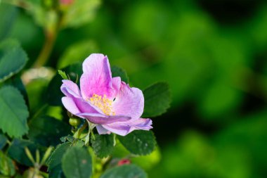 Yeşil arka planda parlak pembe bir gül tomurcuğu, güzel bir pembe çiçek yakın planda, ön manzara.
