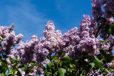Mor leylak çiçekleri. Bahar günü bahçede çiçek açan leylak ağacı