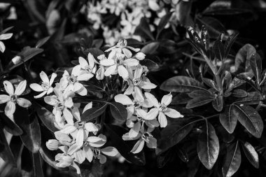 Siyah beyaz Choisya ternata (Meksika portakal çiçeği) güneş ışığında yeşil yaprakların arasında açan çiçekler.