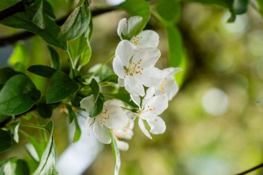 Bahar zamanı bir yaban elması ağacından beyaz çiçekler açar.
