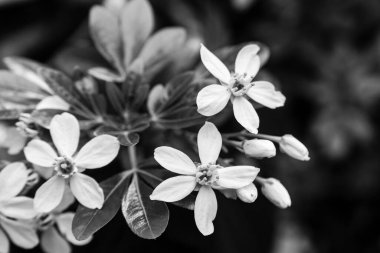 Siyah beyaz Choisya ternata (Meksika portakal çiçeği) güneş ışığında yeşil yaprakların arasında açan çiçekler.