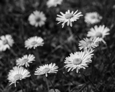 Yeşil bir çayırda siyah ve beyaz papatya çiçeği. Papatyalar, papatyalar