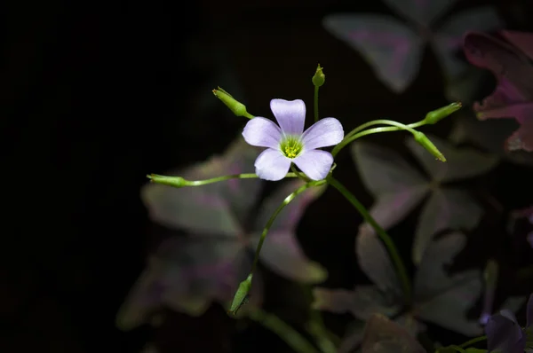 Flower Oxalis nirengi (Mor yonca) )