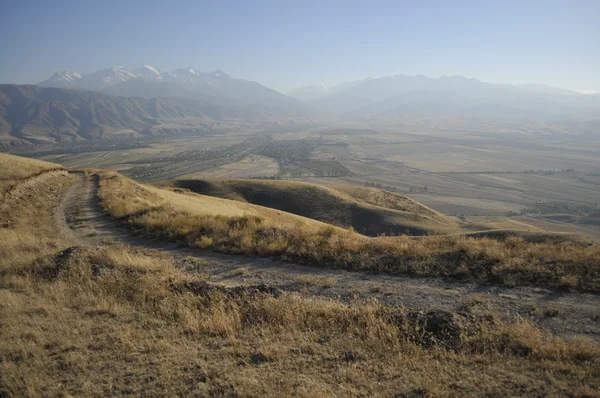 kıllı kök glade içinde büyüyen