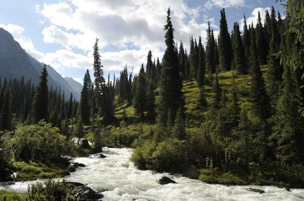 kıllı kök glade içinde büyüyen