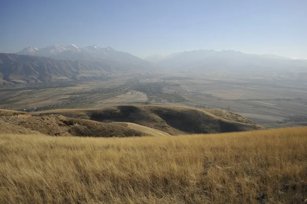 kıllı kök glade içinde büyüyen