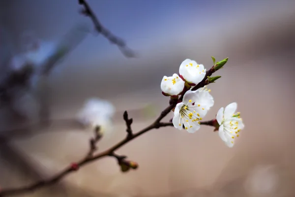 Вишневые цветы с боке — стоковое фото