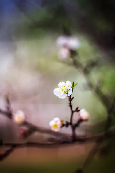 Fleur de cerise fraîche — Photo