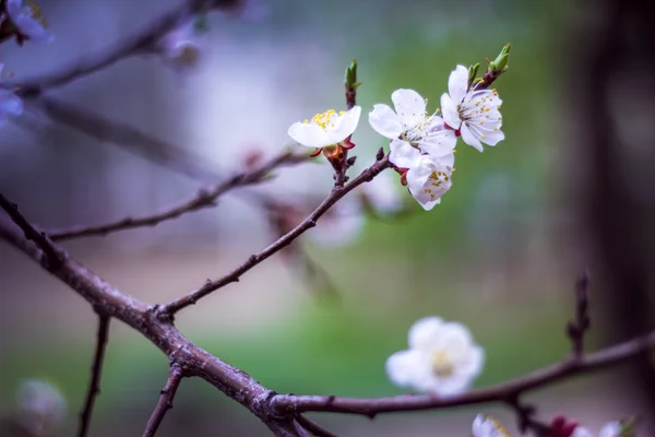 dal taze kiraz çiçekleri ile