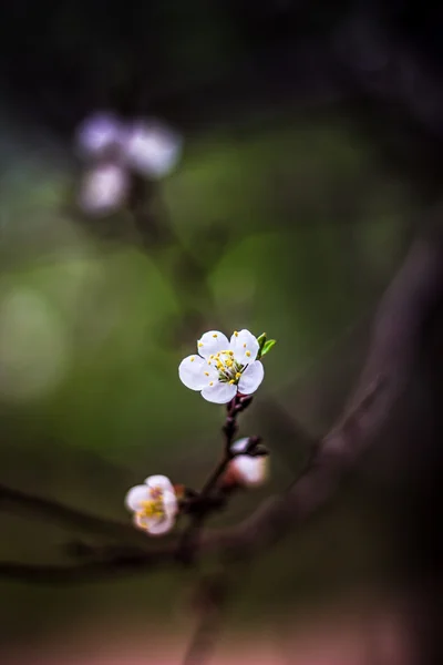 Одинокий цветок вишни — стоковое фото